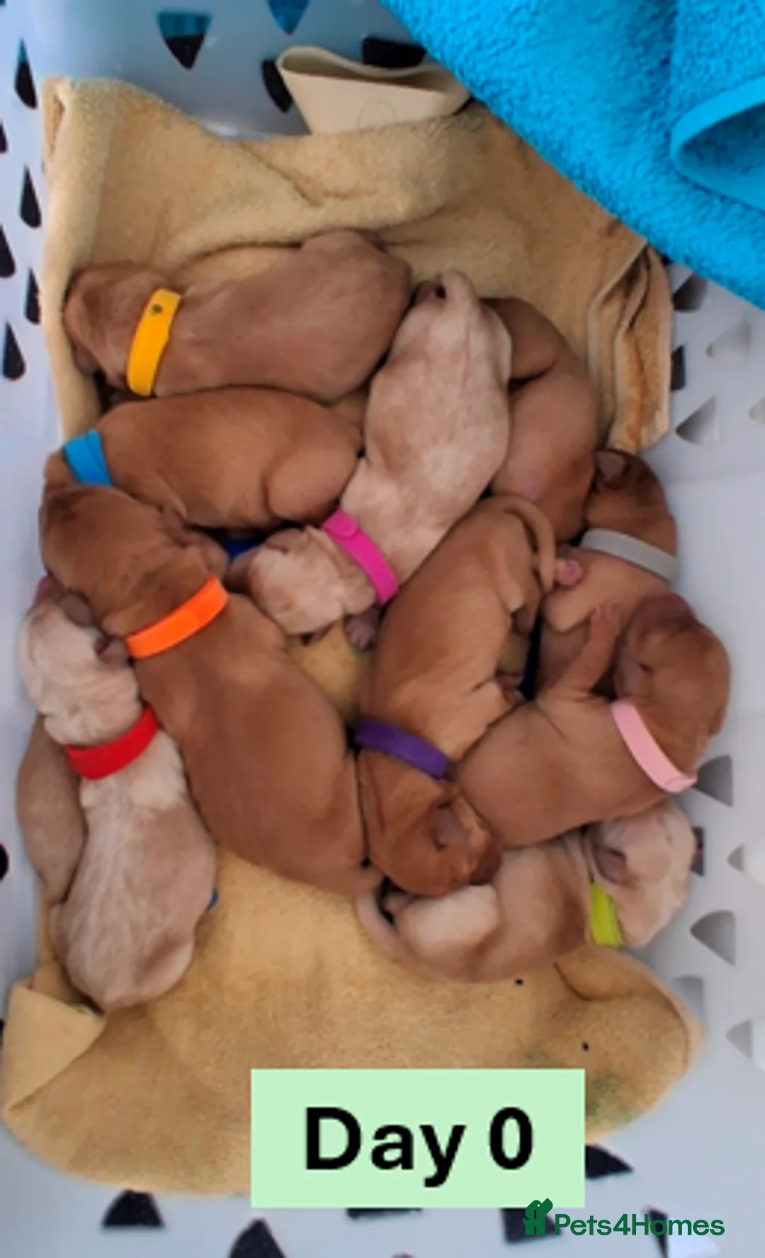 Labrador Retriever dogs for sale: Outstanding Labrador Puppies - Confident & Healthy - Advert 2