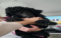 Standard Poodle dogs for sale: Last 3 Boys! KC standard poodle for sale ! - Image 9