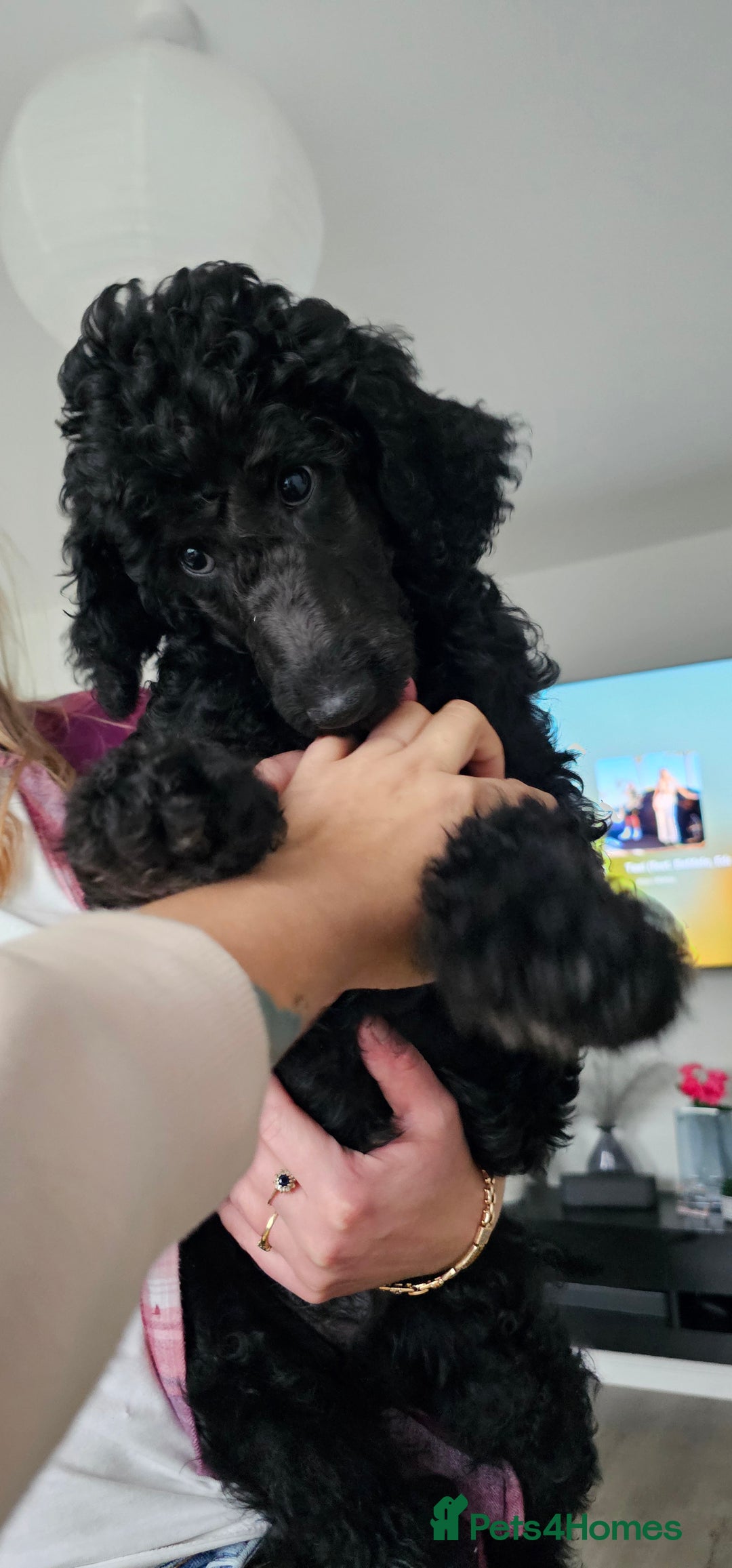 Standard Poodle dogs for sale: Last 3 Boys! KC standard poodle for sale ! - Image 9