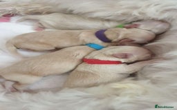 Toy Poodle dogs for stud: AT STUD KC REG TOY POODLE JAM  CLEAR DNA TESTS in High Wycombe - Image 9