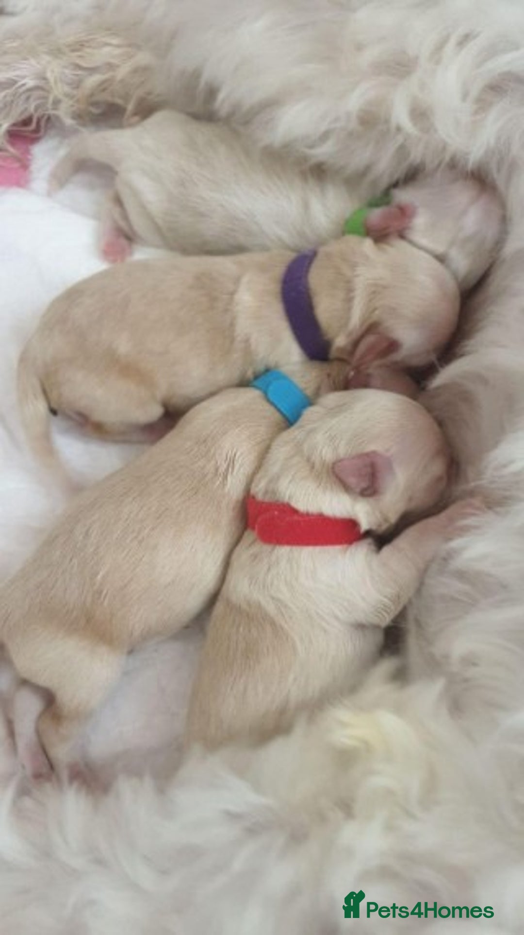 Toy Poodle dogs for stud: AT STUD KC REG TOY POODLE JAM  CLEAR DNA TESTS in High Wycombe - Image 9