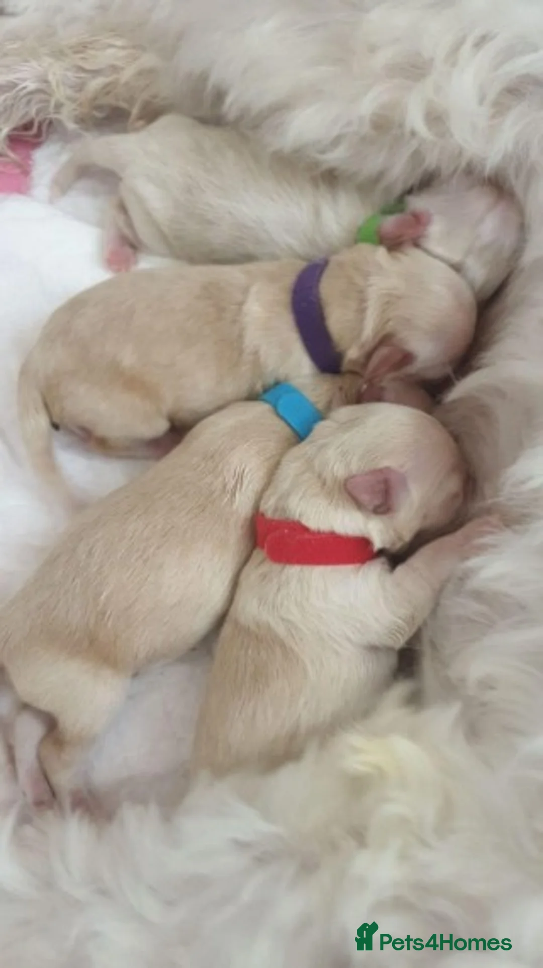 Toy Poodle dogs for stud: AT STUD KC REG TOY POODLE JAM  CLEAR DNA TESTS in High Wycombe - Advert 9