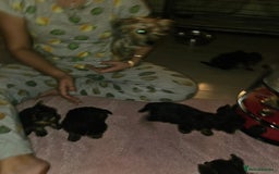 Yorkshire Terrier dogs for sale: Yorkshire terrier puppies  - Image 3