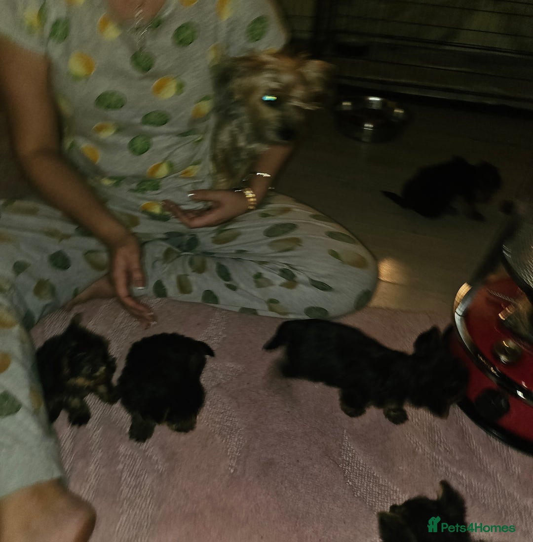 Yorkshire Terrier dogs for sale: Yorkshire terrier puppies  - Image 3