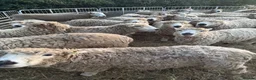 Sheep livestock for sale: Unregistered grey face dartmoors  - Advert 3