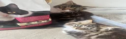 Mixed Breed cats for sale: Kittens tabbys  - Advert 4