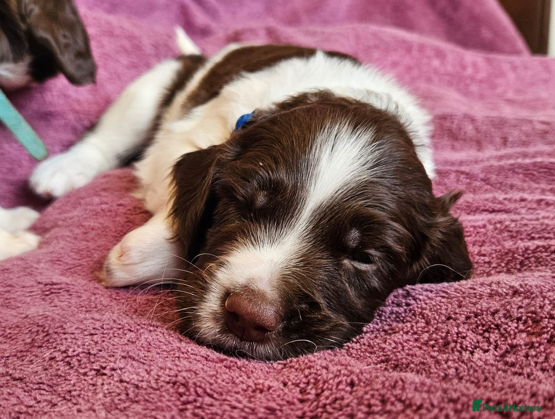 English Springer Spaniel dogs for sale: Mr Blue is looking for his furever home - Image 3