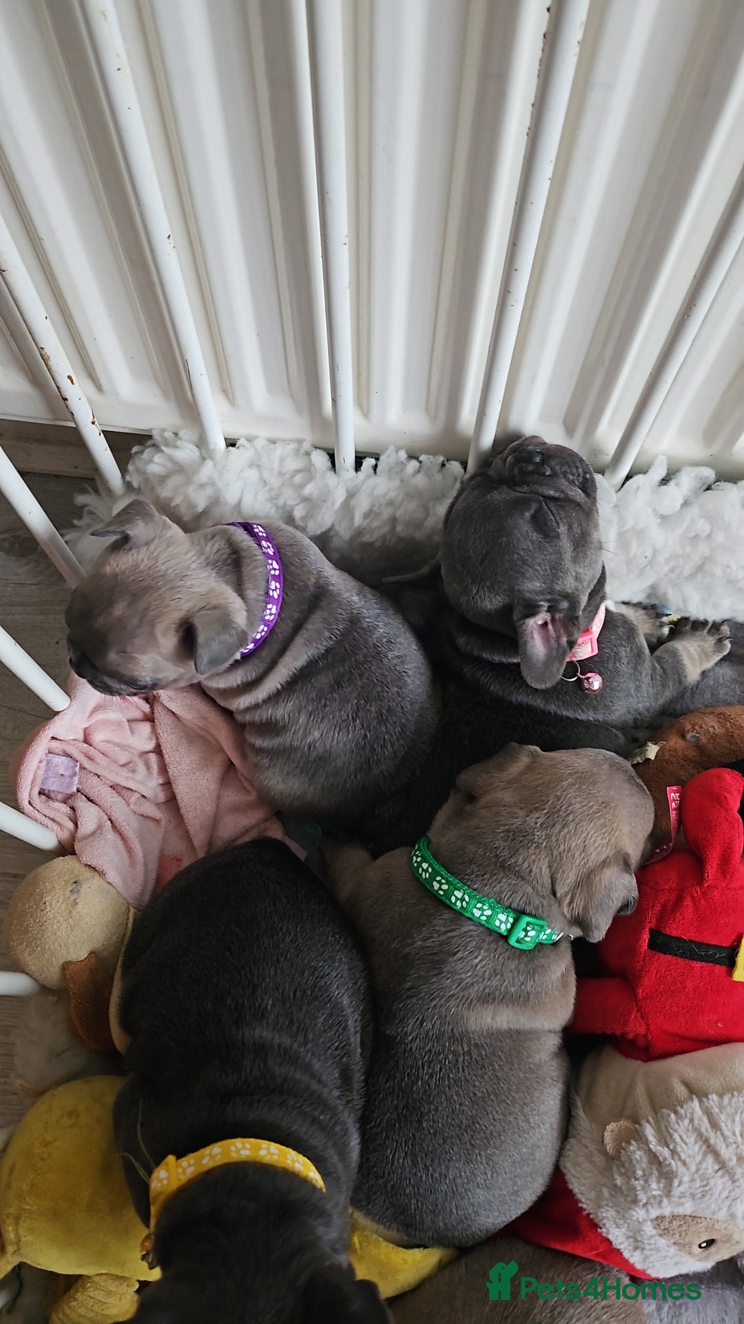 French Bulldog dogs for sale: KC REGISTERED BLUE & TAN FRENCHIES BOYS & GIRLS - Image 3
