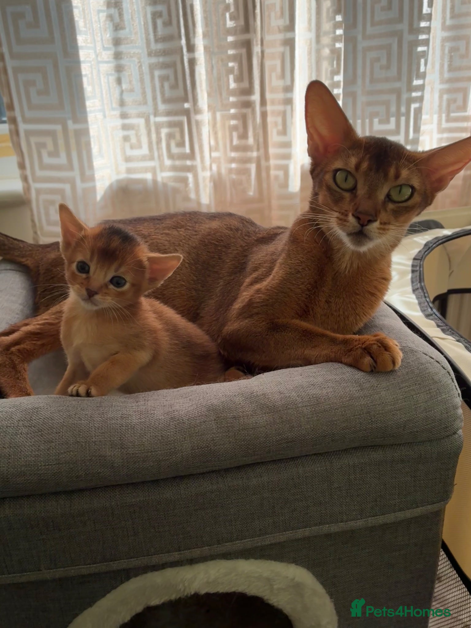 Abyssinian cats TICA 5* pedigree Abyssinian Kittens  - Advert 1
