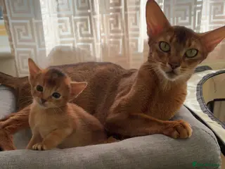 Abyssinian cats TICA 5* pedigree Abyssinian Kittens - Advert 1