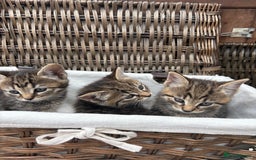 Bengal cats for sale: Beautiful farm reared bengals  - Image 29
