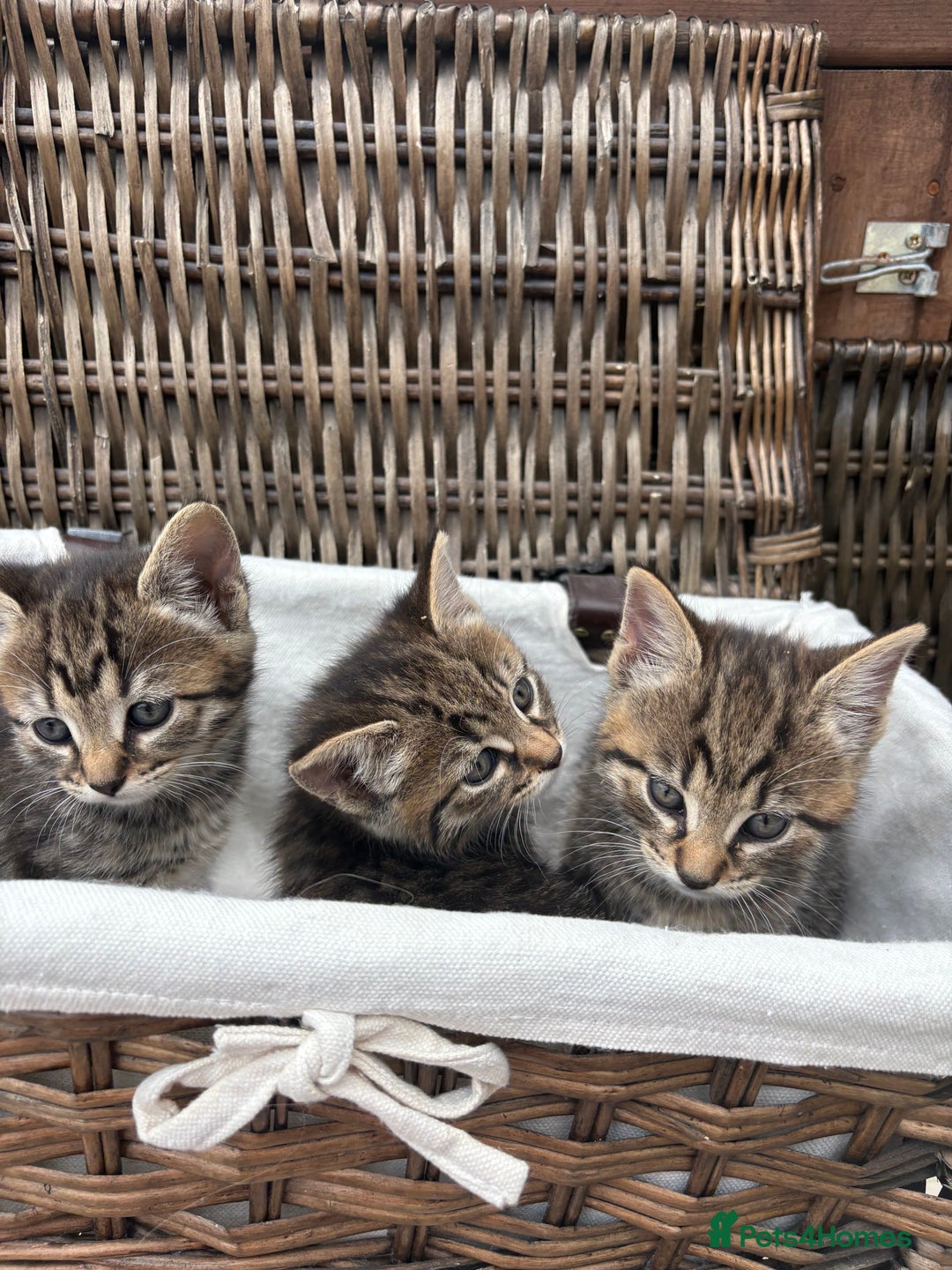 Bengal cats for sale: Beautiful farm reared bengals  - Image 29