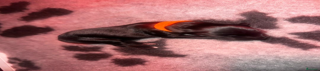 Black & white Merle Puppy 4