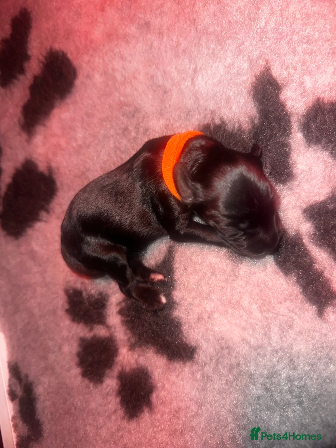 Cockapoo dogs for sale: Beautiful mixed Merle F2B Cockapoos  - Image 10