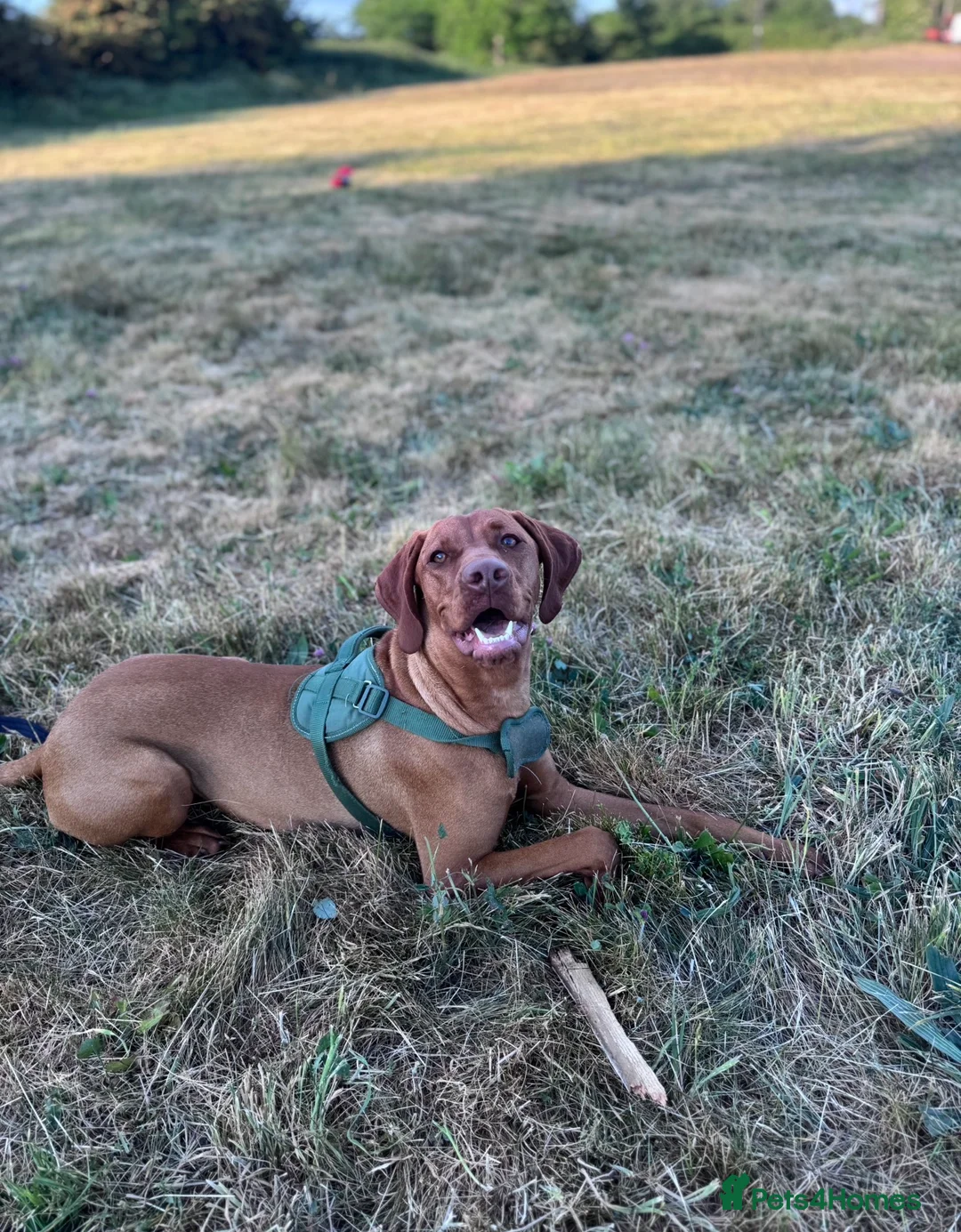 Mixed Breed dogs for sale: Vizmaraner puppies  - Advert 6