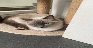 Ragdoll cats - Advert 2