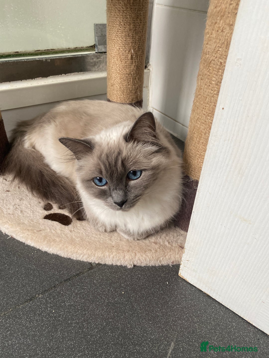 Ragdoll cats for sale: Gccf registered 3 boys left can deliver  - Image 1