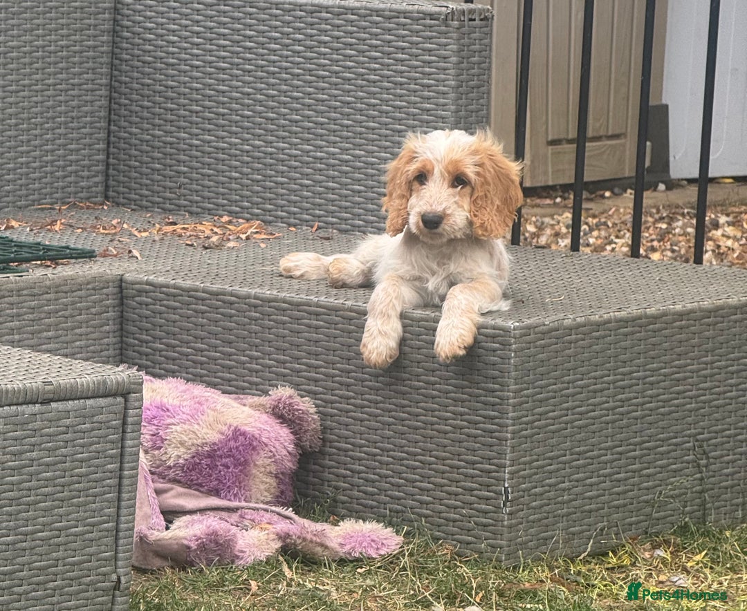 Cockapoo dogs for sale: F1 cockapoo  - Image 12