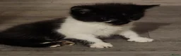 Mixed Breed cats for sale: Kittens - Advert 12