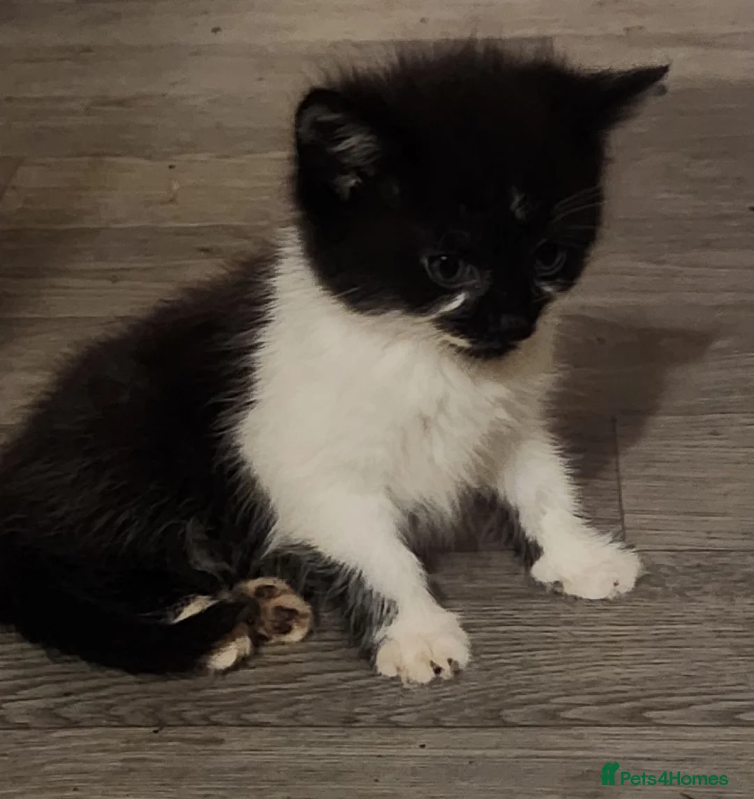 Mixed Breed cats for sale: Kittens - Advert 12
