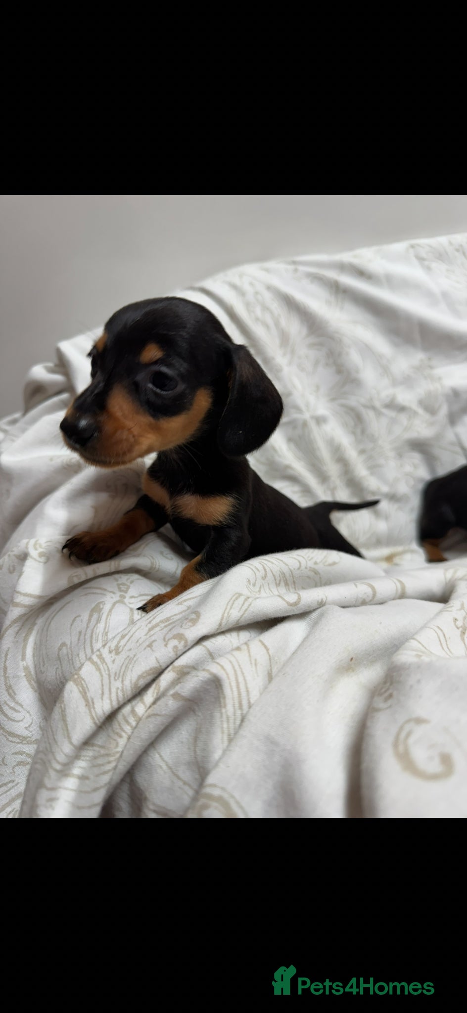 Miniature Dachshund dogs MINIATURE DACHSHUND PUPPIES  - Advert 2