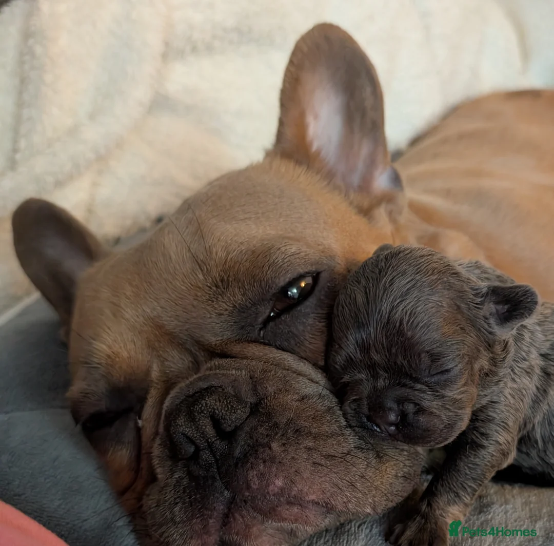 French Bulldog dogs for sale: Beautiful French Bulldogs in Barnsley - Advert 2
