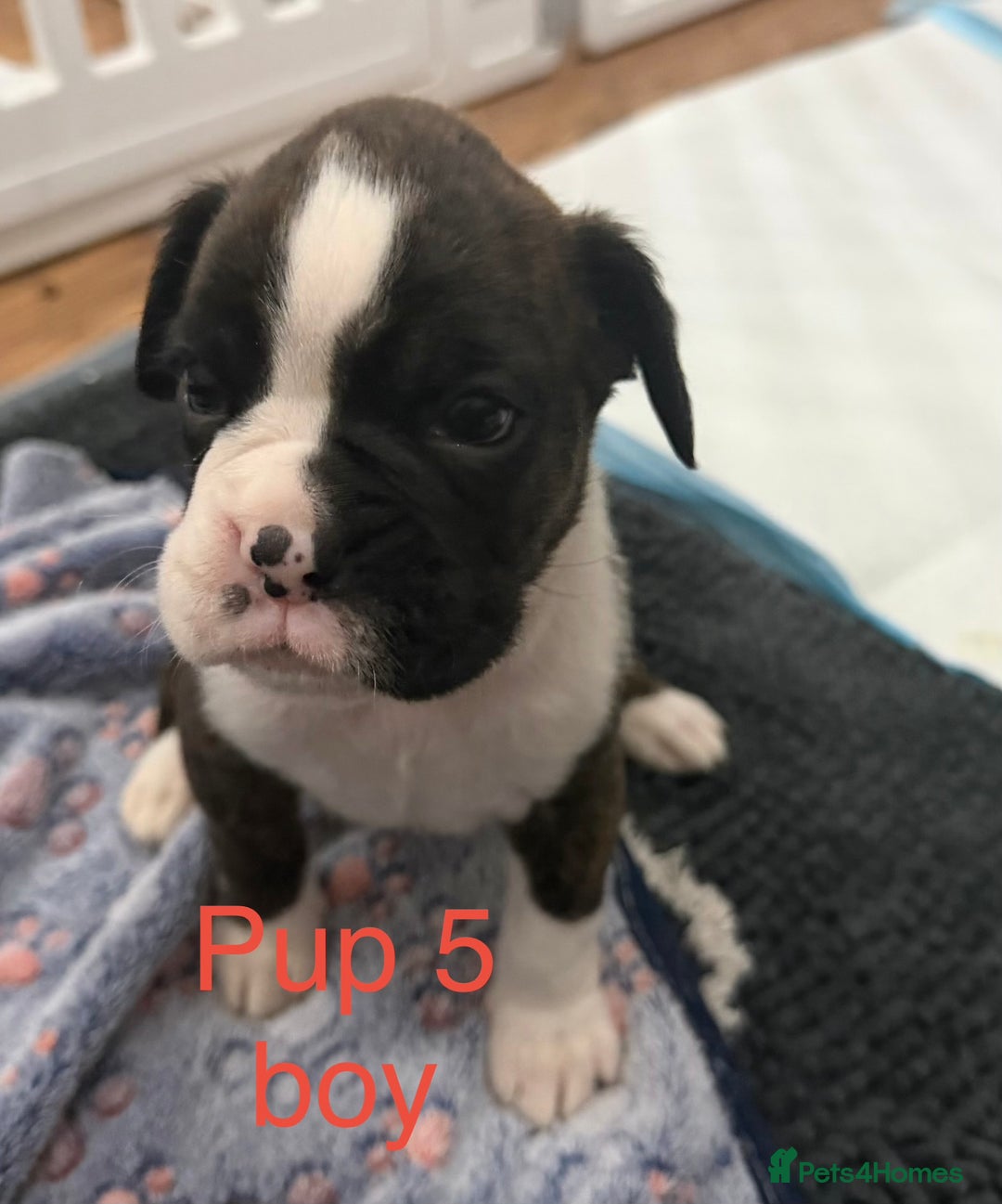 Boxer dogs for sale: Boxer puppies  - Image 5