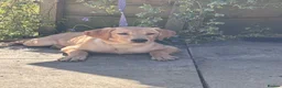 Labrador Retriever dogs for sale: Fox red Labrador  - Advert 6