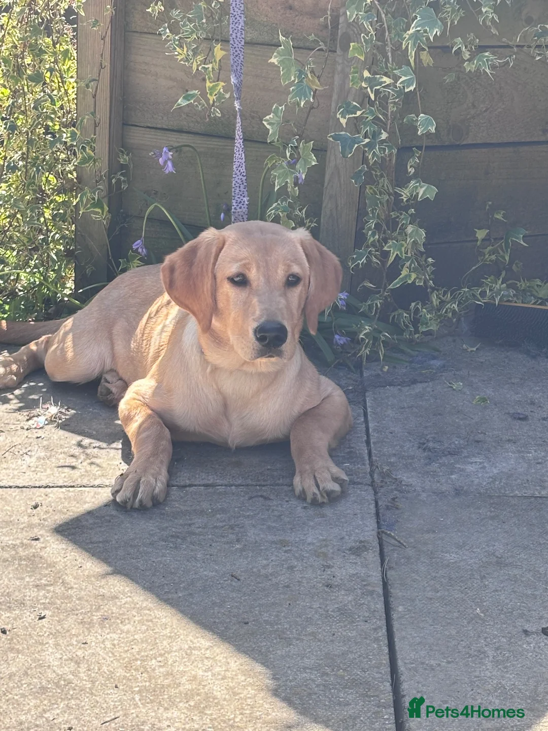 Labrador Retriever dogs for sale: Fox red Labrador  - Advert 6