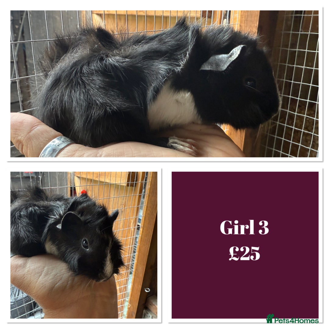 Guinea Pig rodents for sale: Male & Female Baby Guinea Pigs - Image 3