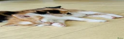 British Longhair cats for sale: Kittens - Advert 2