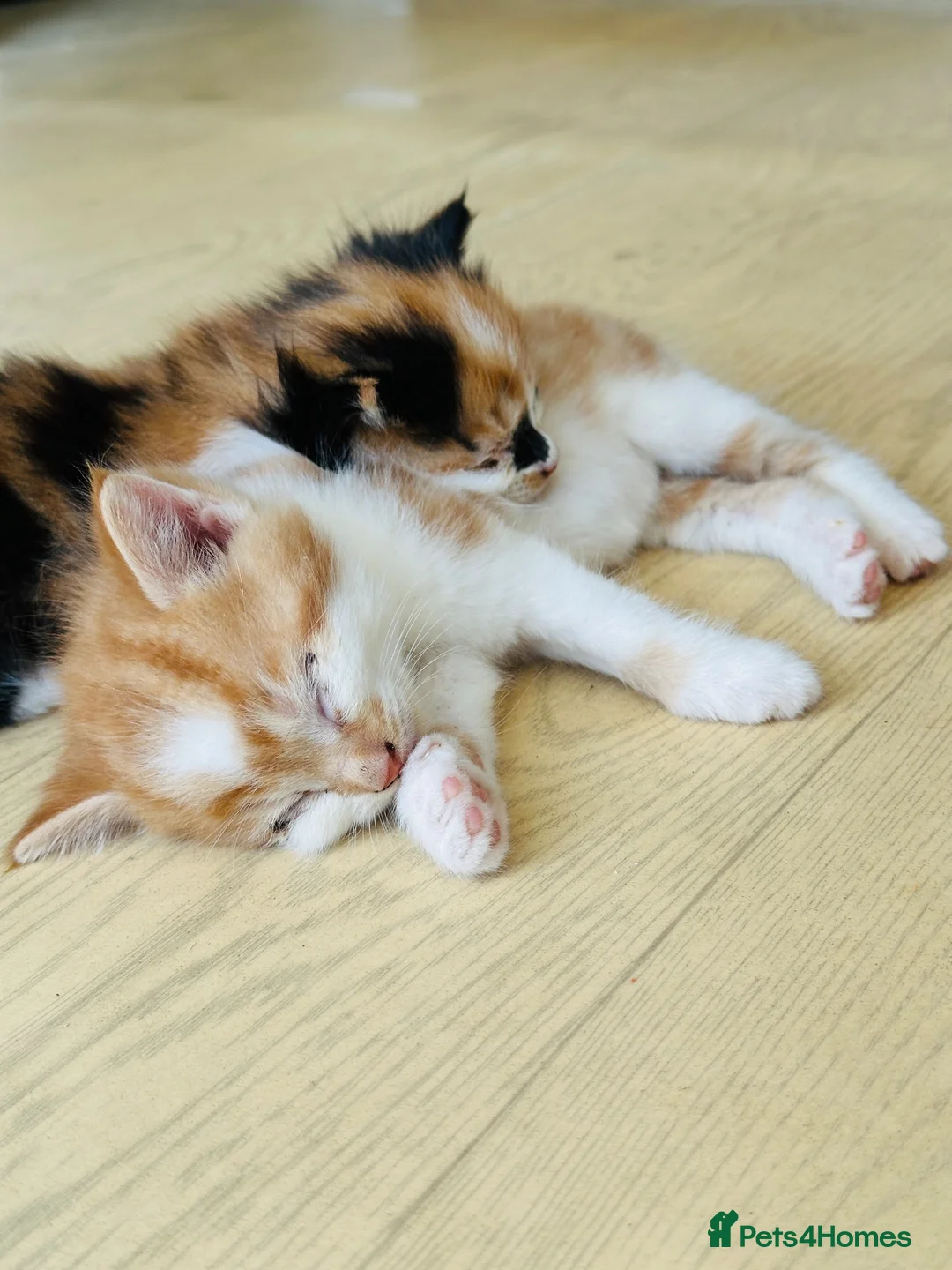 British Longhair cats for sale: Kittens - Advert 2