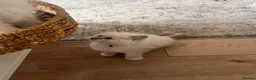 Ragdoll cats for sale: Stunning Ragdoll kittens - READY TO LEAVE NOW!! - Advert 30