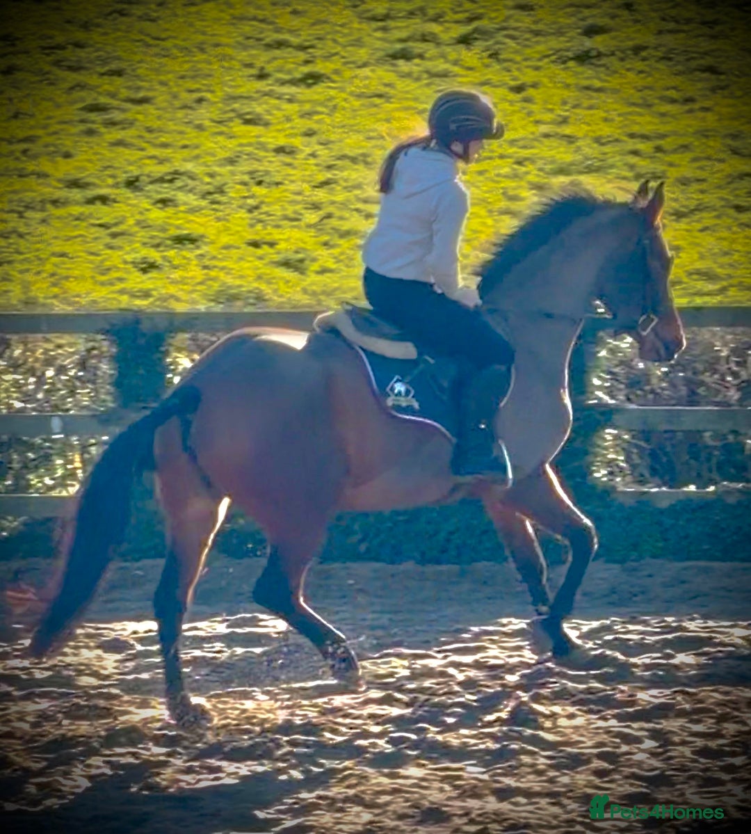 Other Breed horses for sale: Easy Allrounder  - Advert 6