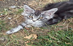 Maine Coon cats for sale: Maine Coon Kittens in Greenford - Image 22