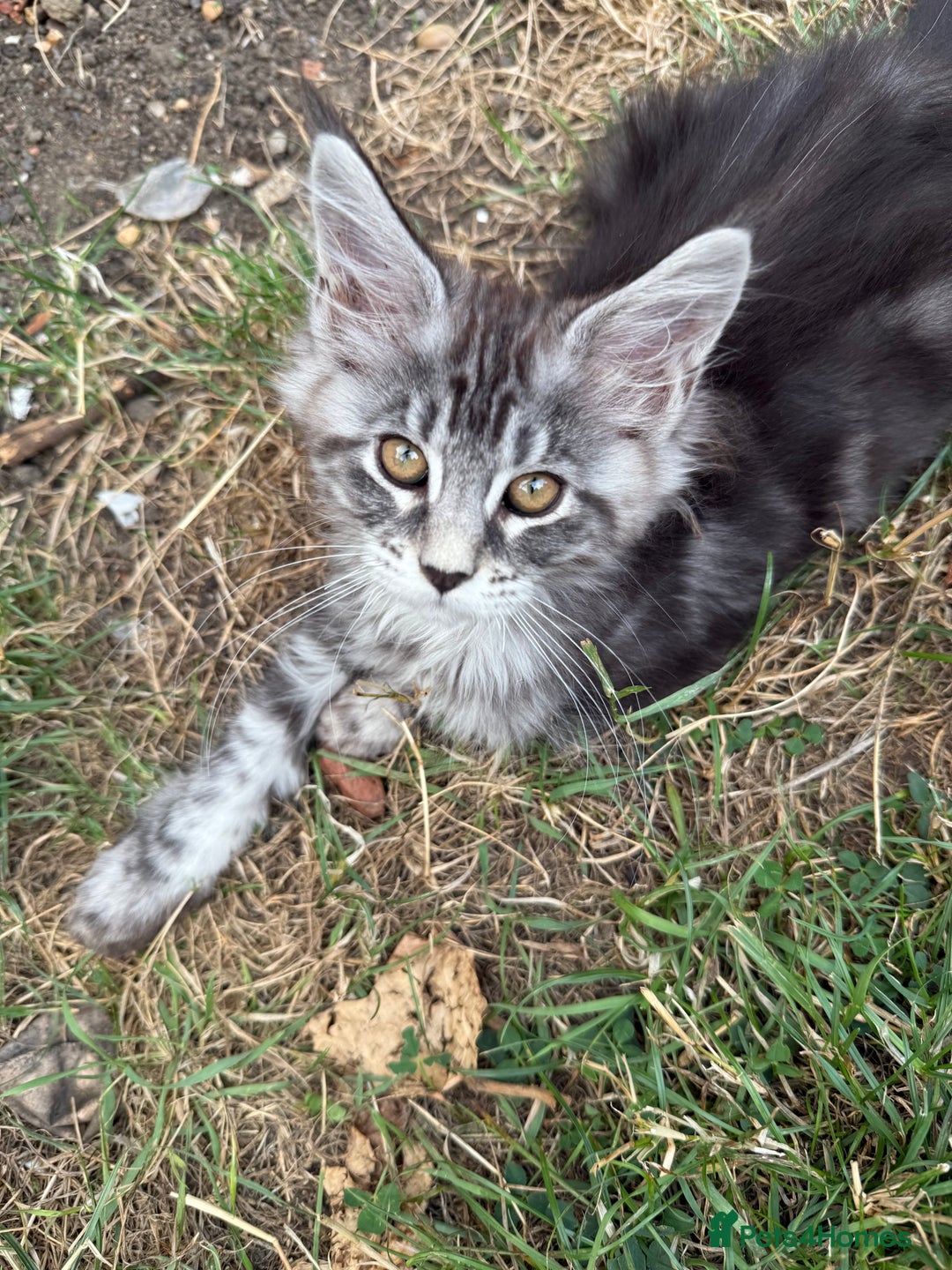 Maine Coon cats for sale: Maine Coon Kittens in Greenford - Image 22