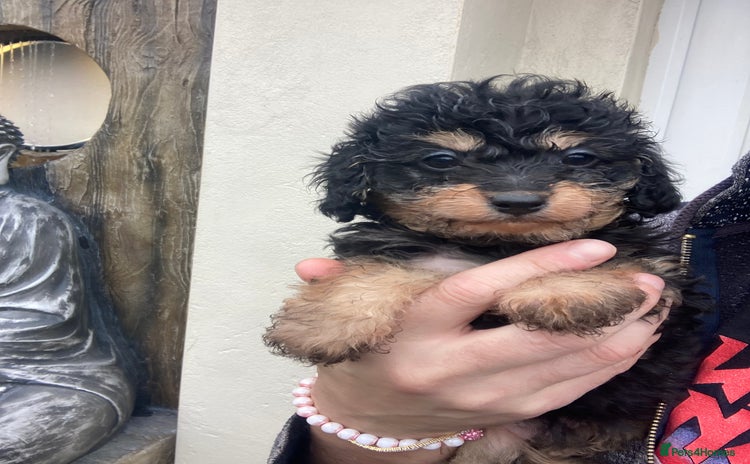 Cavapoo dogs - Advert 11
