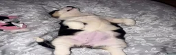 Welsh Corgi Pembroke dogs for sale: Welsh pembrook corgi - Advert 4