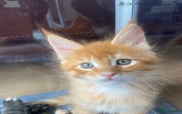 Maine Coon cats for sale: GCCF Registered Maine Coons Ready 16th August  in Banbury - Image 31