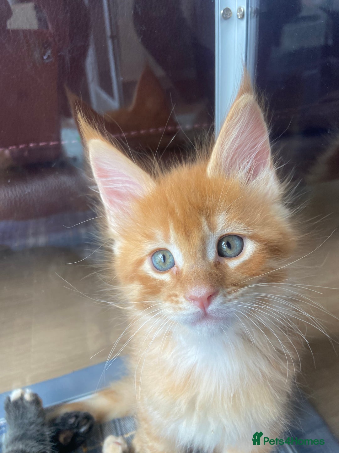 Maine Coon cats for sale: GCCF Registered Maine Coons Ready 16th August  in Banbury - Image 31