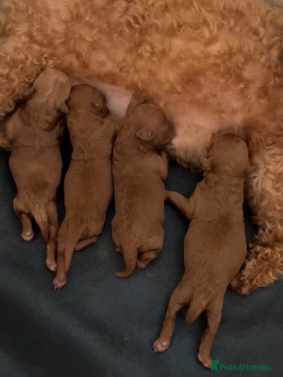 Toy Poodle dogs for stud: Toy poodle Stud  in Markfield - Image 5