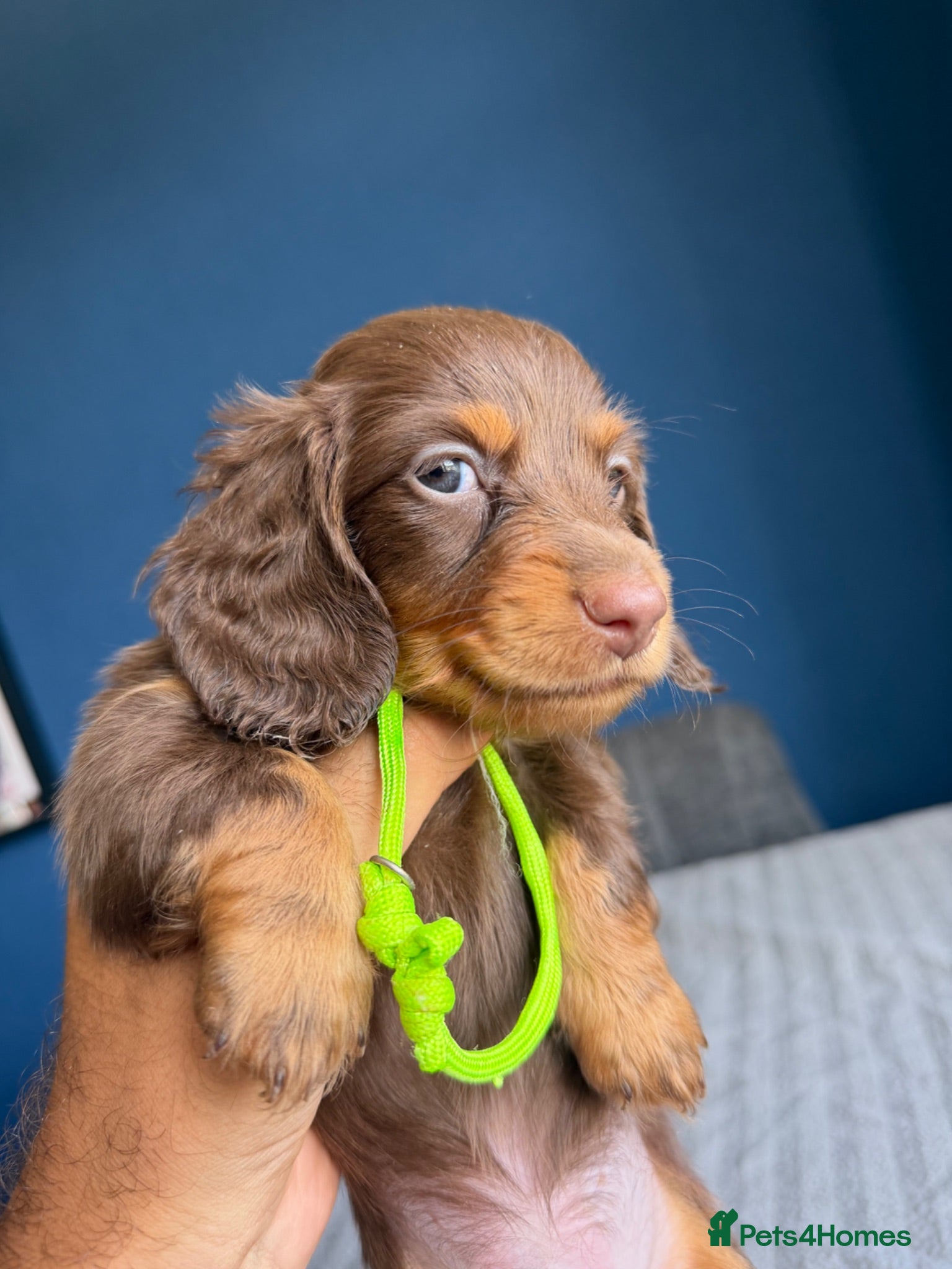 Miniature Dachshund dogs Miniature dachshund long haired-READY 15TH AUGUST  - Advert 15