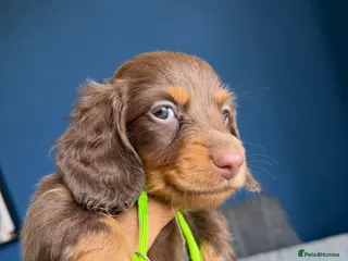 Miniature Dachshund dogs Miniature dachshund long haired-READY 15TH AUGUST - Advert 15