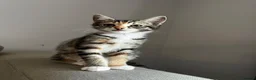 Mixed Breed cats for sale: 5 Beautiful friendly kittens - Advert 9
