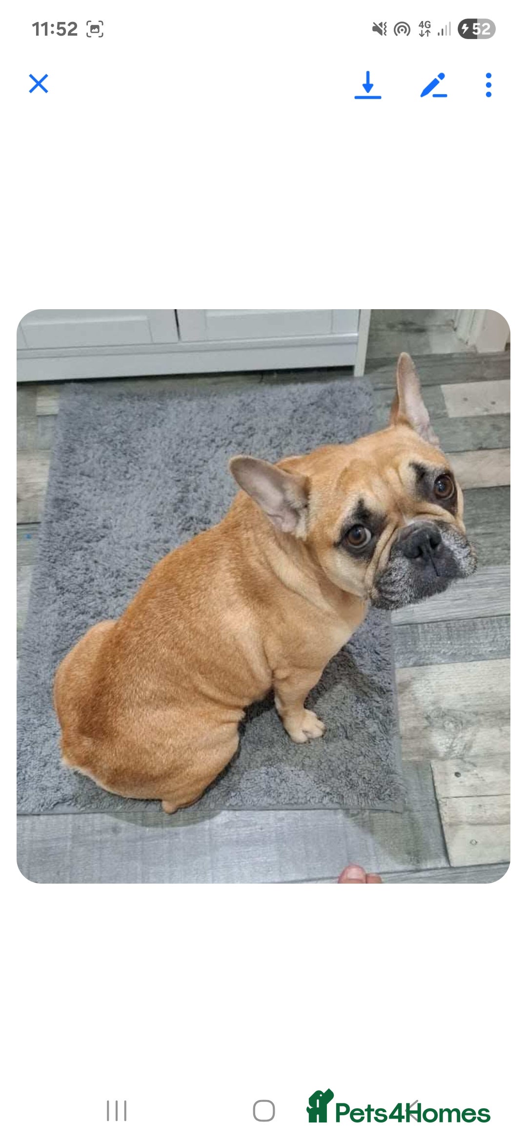 French Bulldog dogs for sale: French bulldog puppies - Image 17