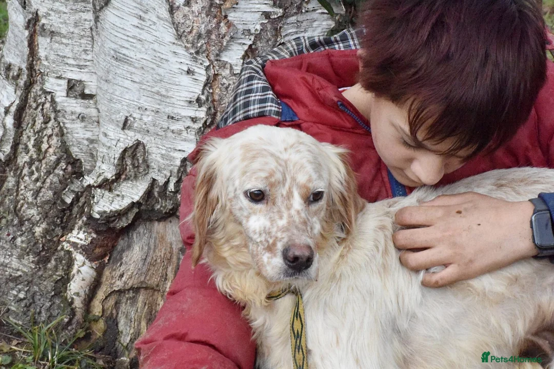 English Setter dogs for adoption: Tao   in Alfreton - Advert 12