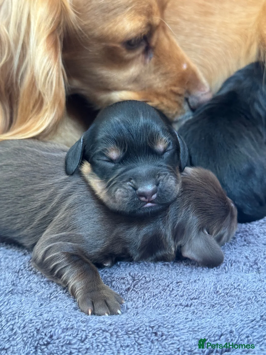 Cocker Spaniel dogs for sale: Stunning KC cocker pups from health tested parents in Chippenham - Advert 2