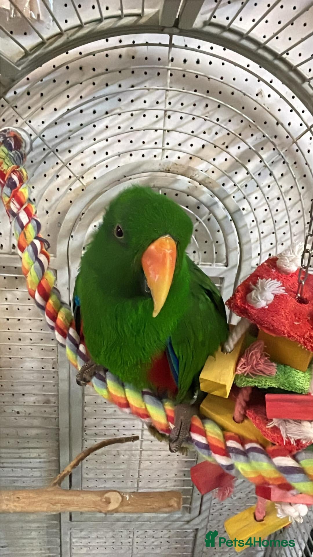 Parrots birds for sale: Parrots/Parakeets Available  - Advert 1