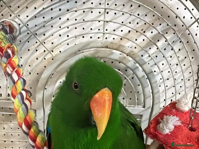 Parrots birds for sale: Parrots/Parakeets Available - Advert 1