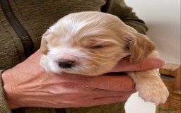 Cocker Spaniel dogs for sale: Adorable show cocker spaniels - Image 17